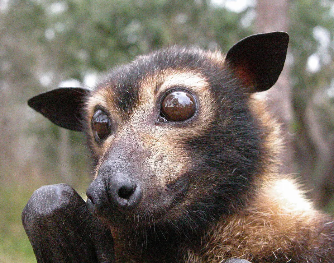 Spectacled flying fox