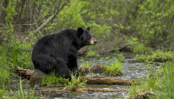 Stillness by the Stream thumbnail