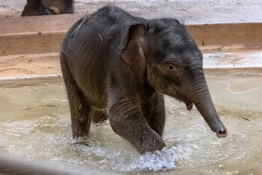 a baby elephant splashing in shallow water