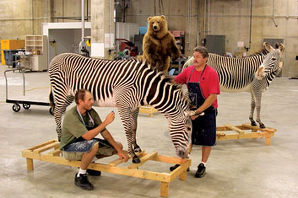 Paul Rhymer and John Matthews prep a zebra for display in the new mammal hall