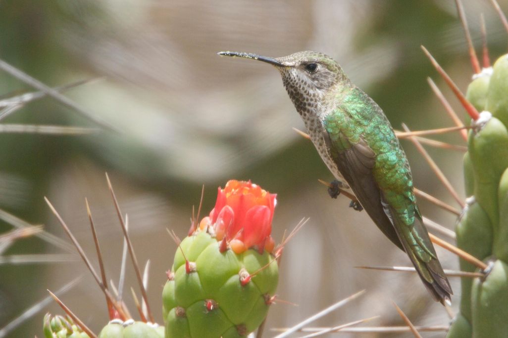 Bronze-tailed Comet (Polyonymus caroli) perched on a cactus in Peru.