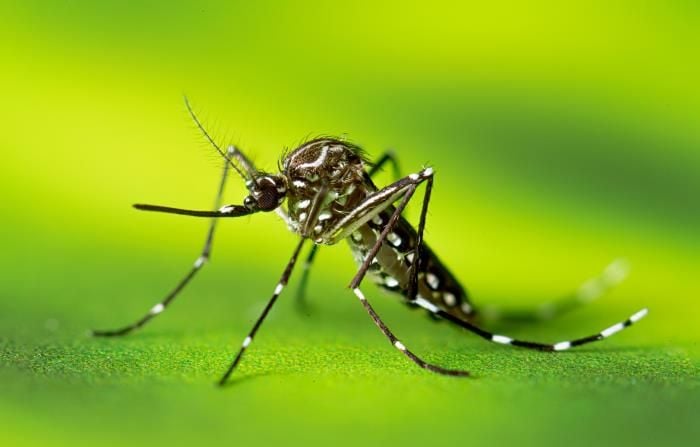 How do mosquitoes find humans so easily? | | Smart News