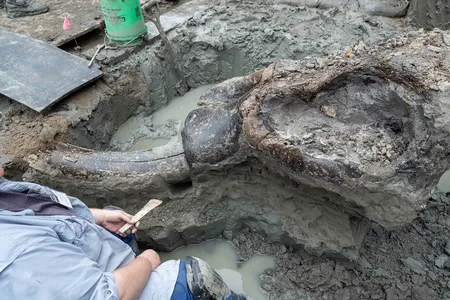 Archaeologists discovered stone tools at the site, though they dated to a few thousand years after the mastodon&rsquo;s death.&nbsp;