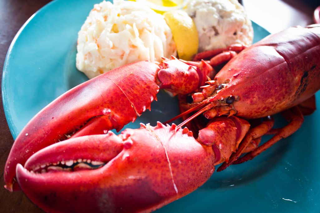 Lobster on a teal blue plate with a side of coleslaw, lemon wedge and potato salad