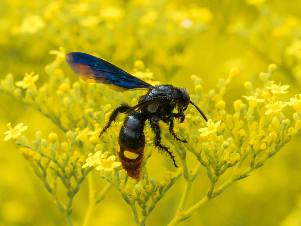 Bee on flower outside National Botanic Garden | Smithsonian Photo ...