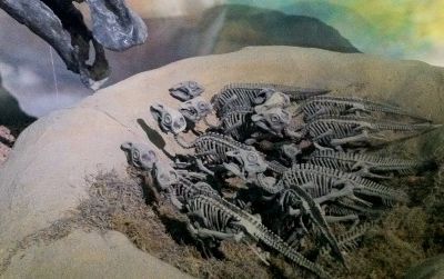 Baby Maiasaura and a parent at a mount in the Wyoming Dinosaur Center. Baby Maiasaura bones and egg fragments were the first dinosaur fossils in space.