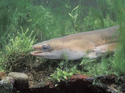 River eels exposed to cocaine suffered muscle damage and other health effects.