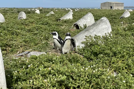 Algoa Bay, South Africa, is home to nearly half of the world&rsquo;s remaining African penguins, whose numbers have fallen as much as 98 percent since 1900.