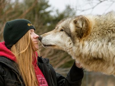 A captive wolf greets a stranger in an experiment testing the sociability of dogs and their ancestors