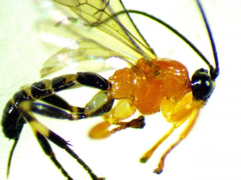 These Wasps Hijack Spiders' Brains And Make Them Do Their Bidding | Smart  News| Smithsonian Magazine