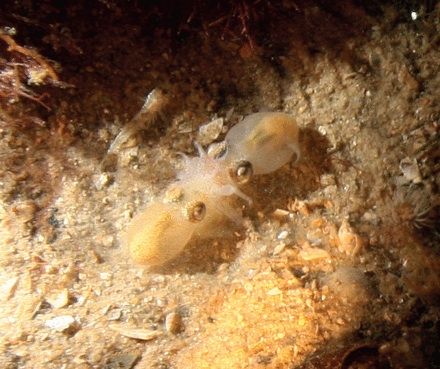 A pair of romantic southern bottletail squids.