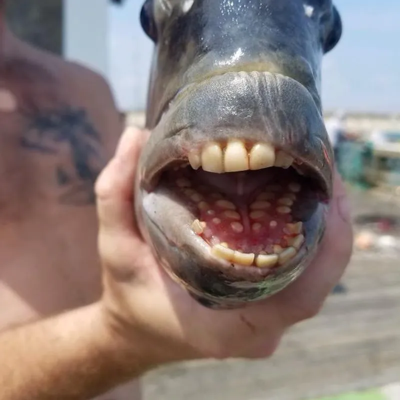 Sheepshead Fish With Human-Like Teeth Plucked From North Carolina Coast, Smart News