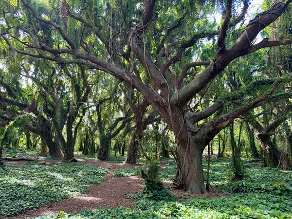 An enchanted forest of trees and vines in Maui thumbnail