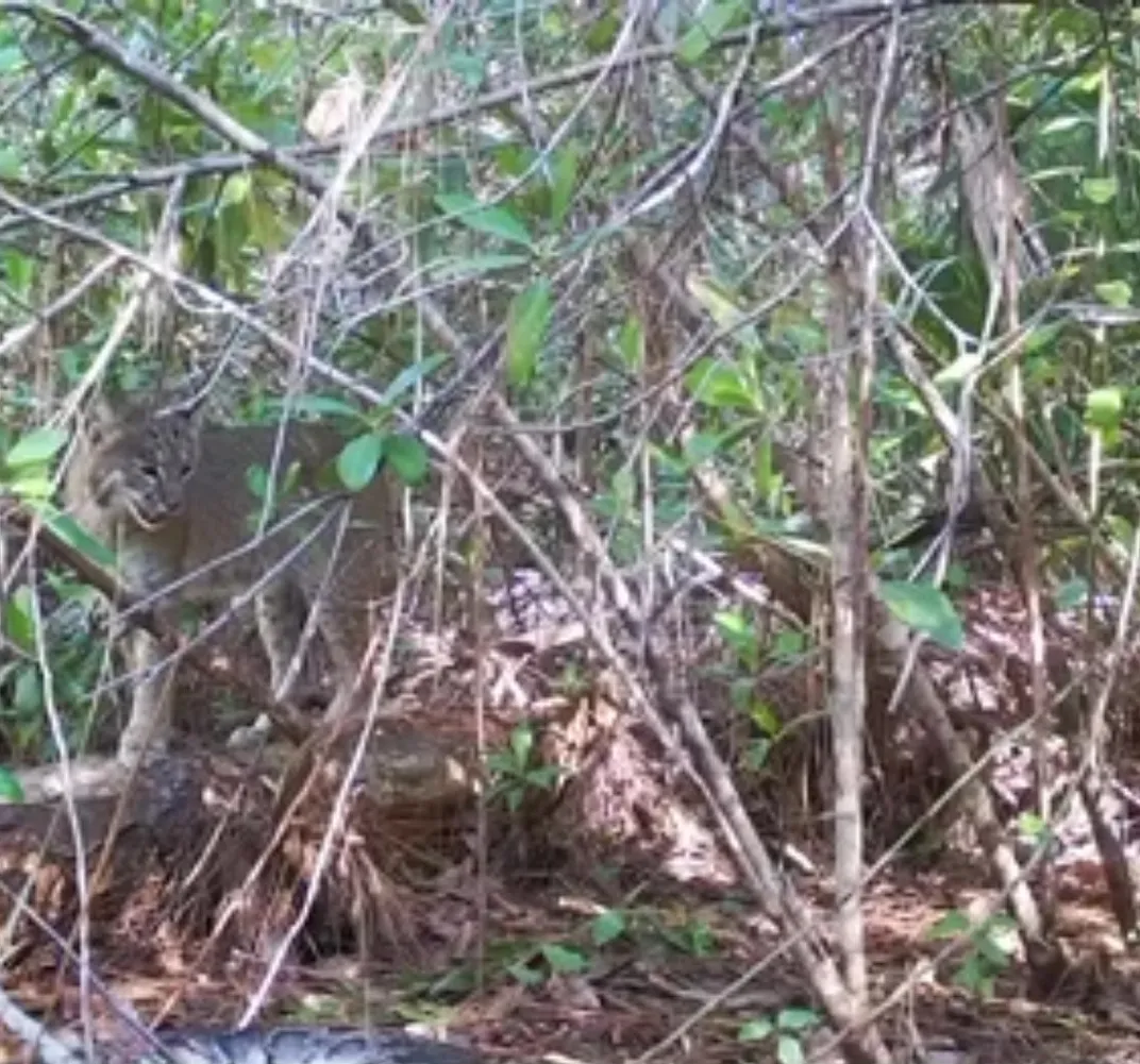 Bobcat moving through brush