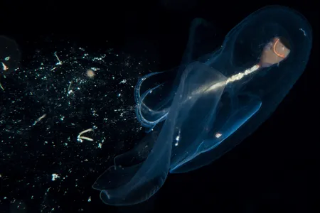 A pelagic snail ensnares food with with a mucous web.