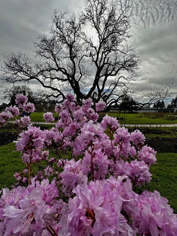 Heritage Tree thumbnail