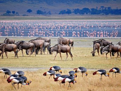 Safari in Kenya and Tanzania description