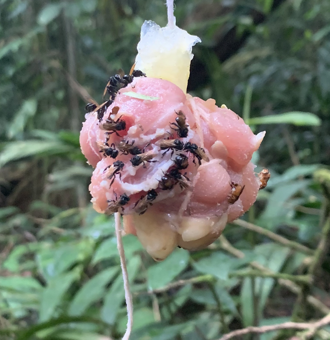 An image of a ball of diced chicken hanging by a thread. The chicken is covered in vulture bees, eating away at the dangling meat.