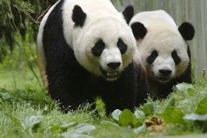 Proud Panda Parents Mei Xiang and Tian Tian