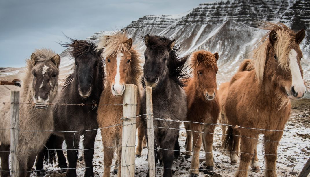 Icelandic ponies