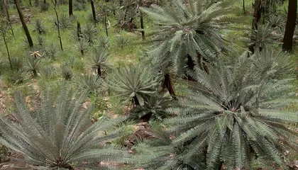 Many of These Plants Older Than Dinosaurs Face Extinction