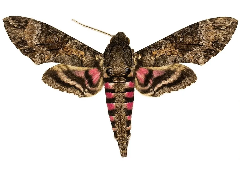 The National Museum of Natural History’s Lepidoptera collection holds up to half of the world's species of hawk moths, important pollinators for many wild ecosystems. There are over 1450 species of hawk moths in total on Earth. (Smithsonian)