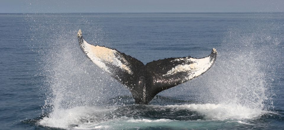 Humpback Whale near the Bay of Fundy 