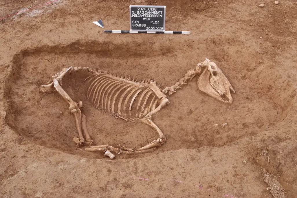 Horse skeleton in dirt