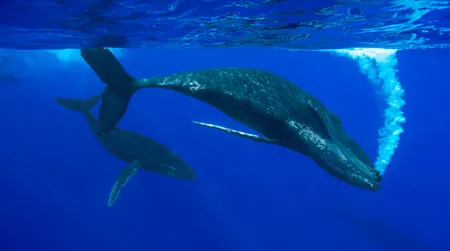 Humpback whale female with cooperating males around her. She just slapped her pectoral on the surface which caused the bubbles.