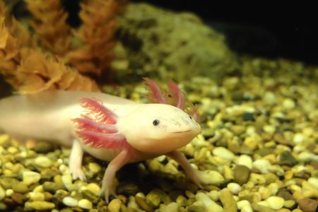 The axolotl genome is the largest set of genetic instructions that has ever been fully sequenced, more than ten times larger than a human genome. 