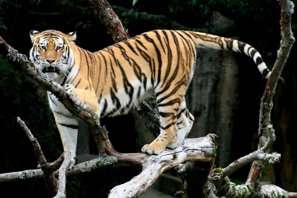 Siberian Tiger