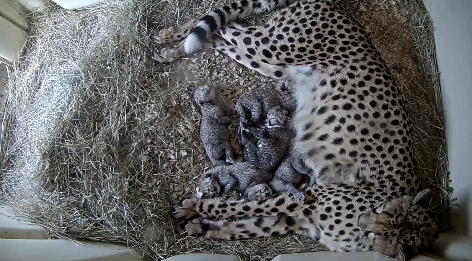 Watch Five Adorable Newborn Cheetah Cubs Grow on a Livestream From the Smithsonian's Conservation Biology Institute