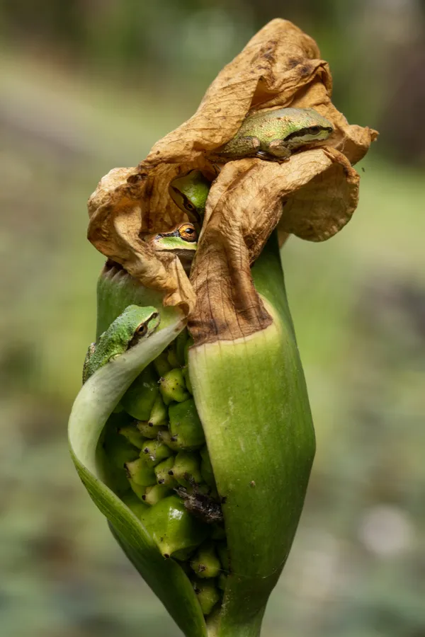 Tiny Pacific chorus frogs find a resting spot in a bud thumbnail