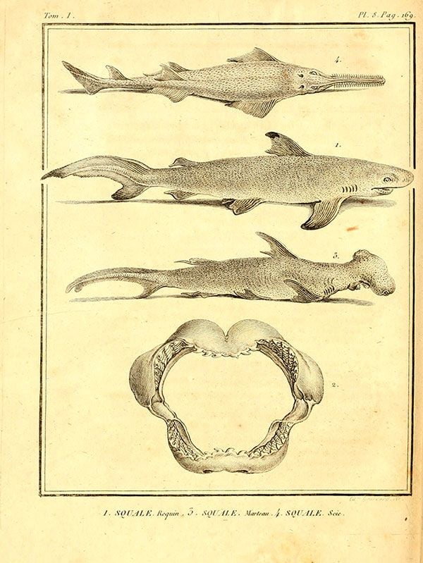 Sharks Were Once Called Sea Dogs, And Other Little-Known Facts