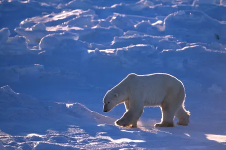 How does a bear catch a break around here?