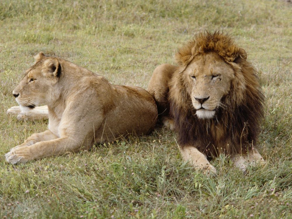 a female and male lion