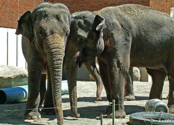 Maharani (left) and Kamala (right) will come to Washington in the spring of 2014.