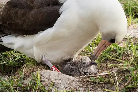 Wisdom, a 70-year-old Laysan albatross, and one of her chicks from years past.