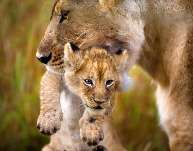 Mother and cub