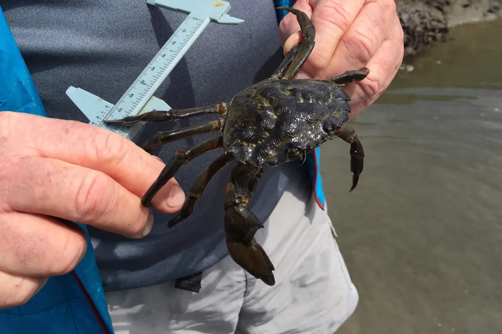 A person holds a green crab and a measuring device
