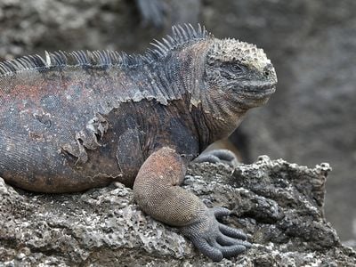 Invasive brown and black rats feed on the eggs of the Galapagos land iguana.