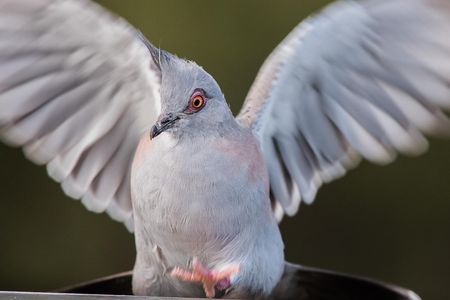 Crested pigeons make an awful racket when they take off—but where's it coming from?