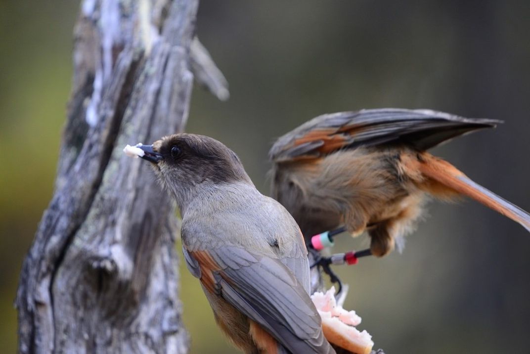 Siberian jay