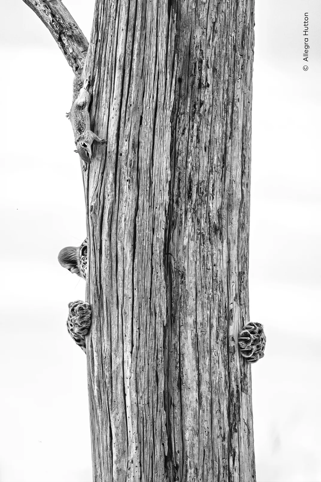 in a black and white image, a leopard on the back side of a tree climbs toward a squirrel that's looking down at it