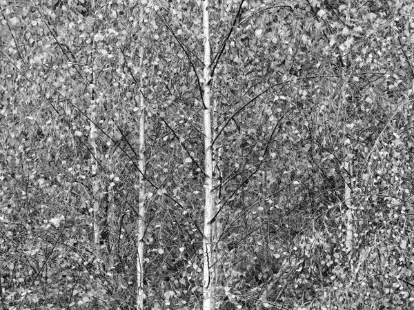 Silver Birch Trees in Autumn, nr Oxford, Oxfordshire, England, UK. thumbnail