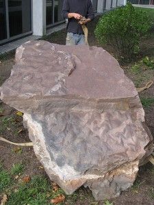 20110520083244dinosaur-track-225x300.jpg