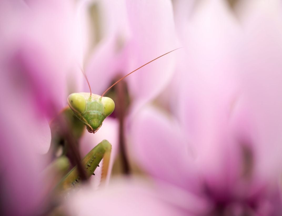 blurred pink petals of flowers surround a green praying mantis, just its head and a bit of its front legs visible; it is looking at the camera