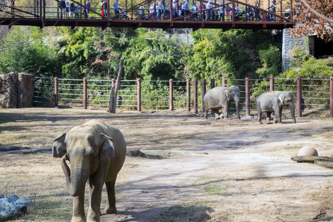 Shanthi and herd mates