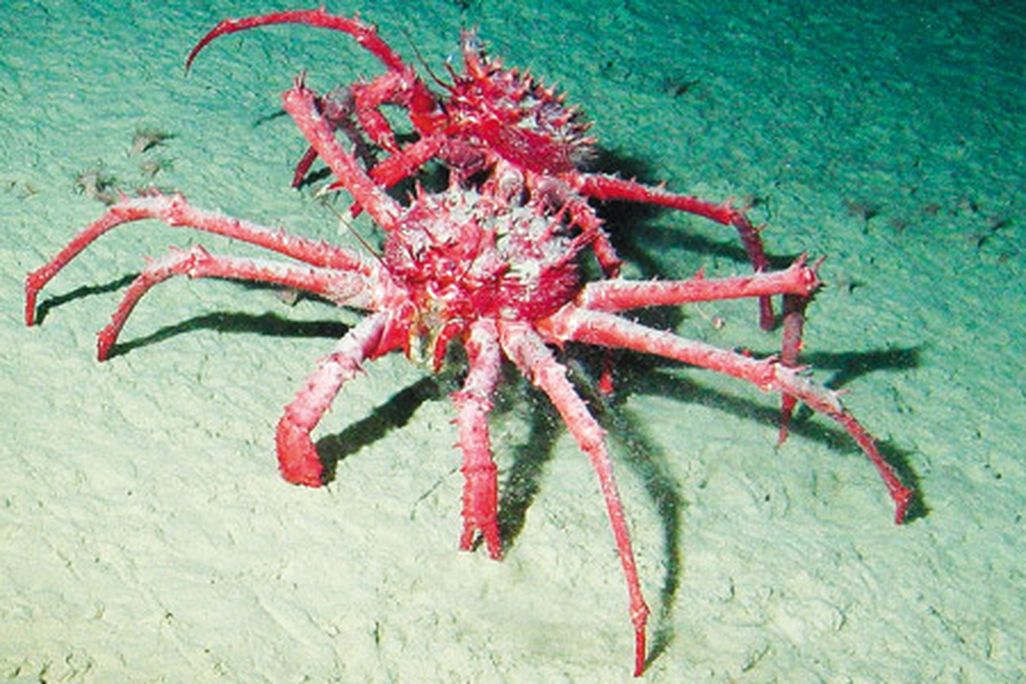 King Crab