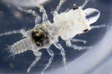 The crustacean Gnathia marleyi, named after singer Bob Marley.